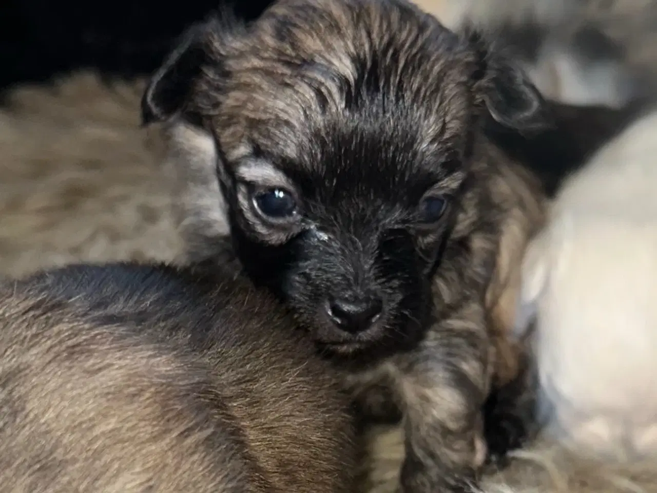 Billede 7 - Skønne chihuahua blandings hvalpe 