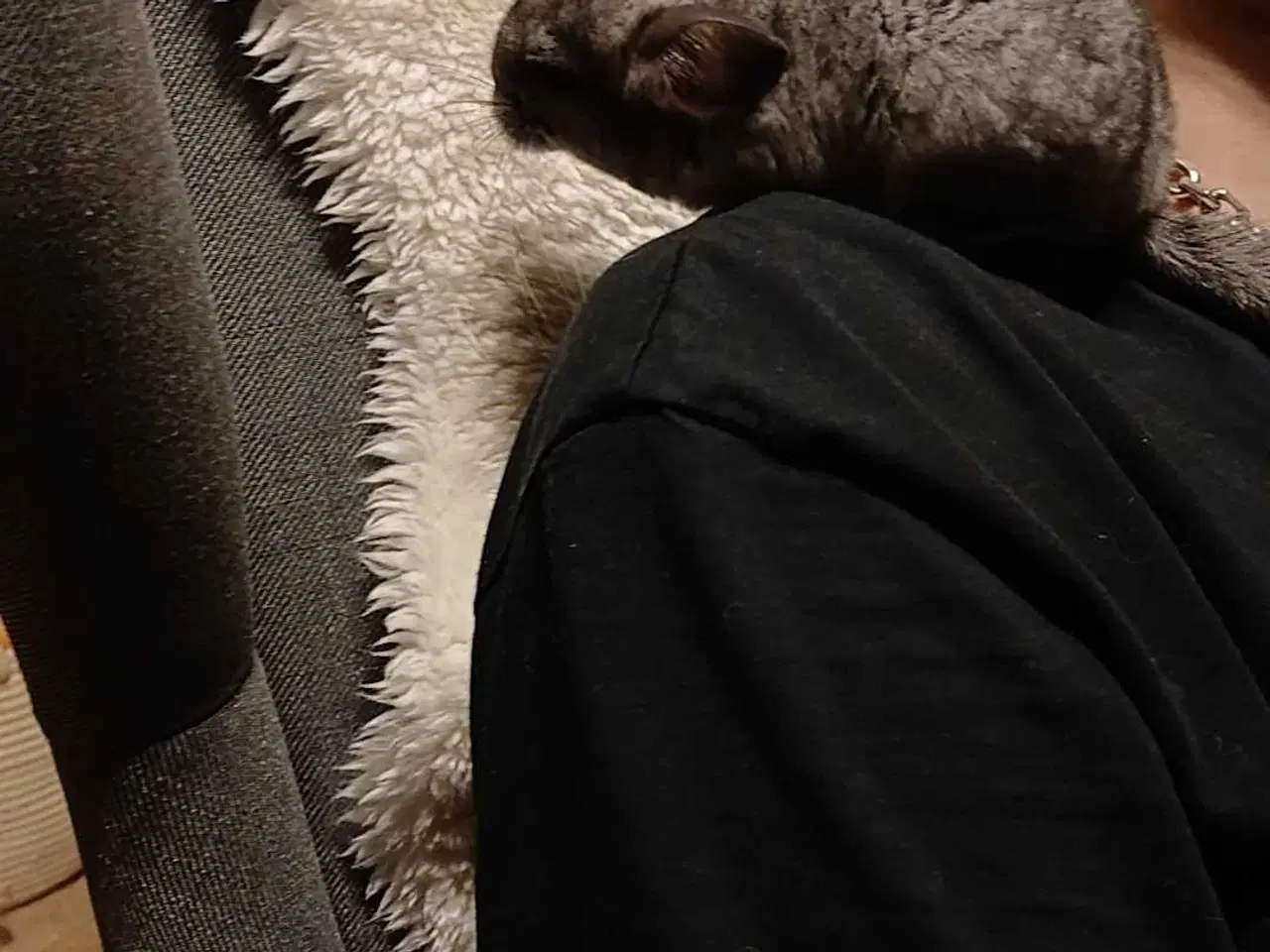 Billede 4 - Chinchilla 