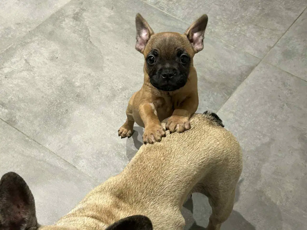 Billede 1 - Sødeste lille hvalp søger sin nye familie🐾