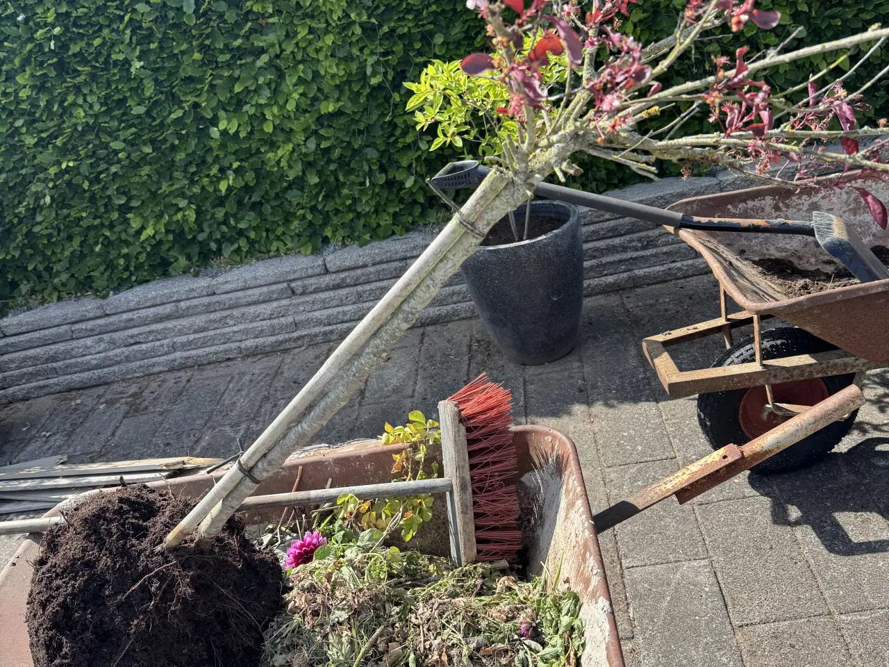 Billede 1 - Blod blommetræer