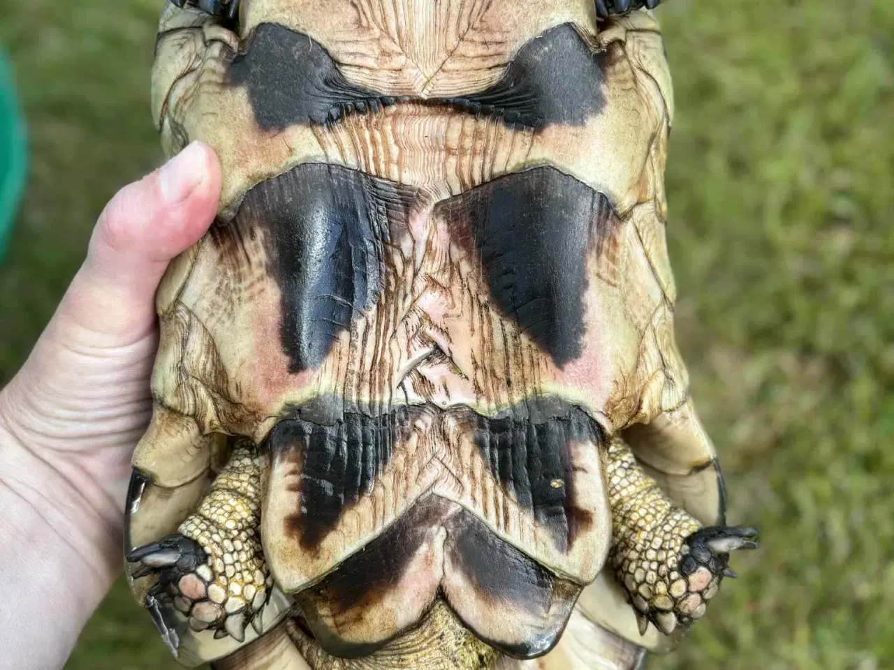 Billede 6 - 2 Han Bredrandet Landskildpadder