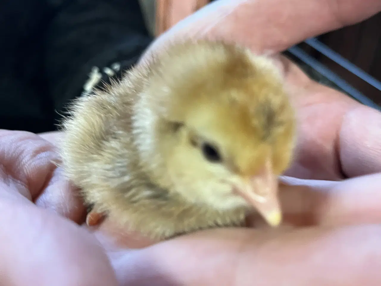 Billede 4 - Daggammel kyllinger 