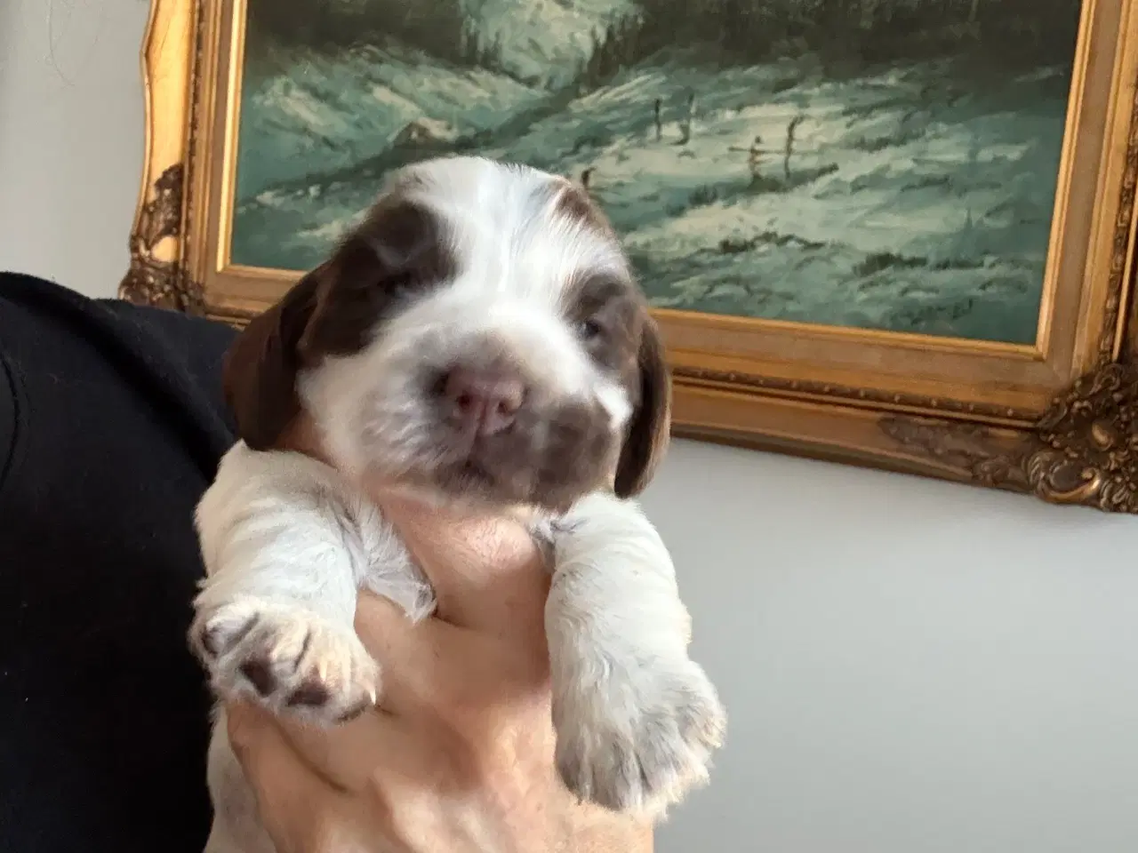 Billede 4 - Racerene Cocker Spaniel til salgs 🎄