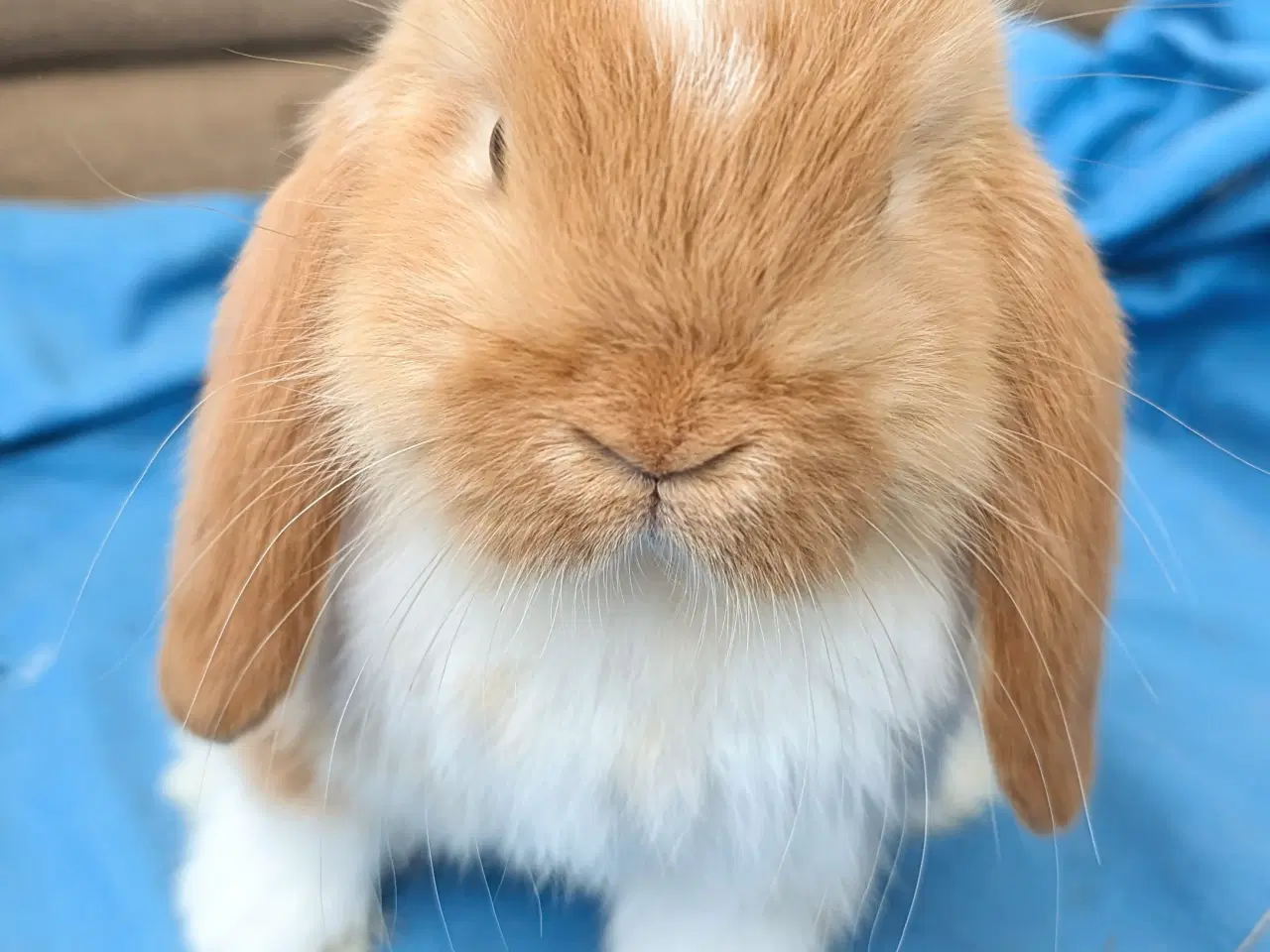 Billede 3 - Minilop kaninunge sælges