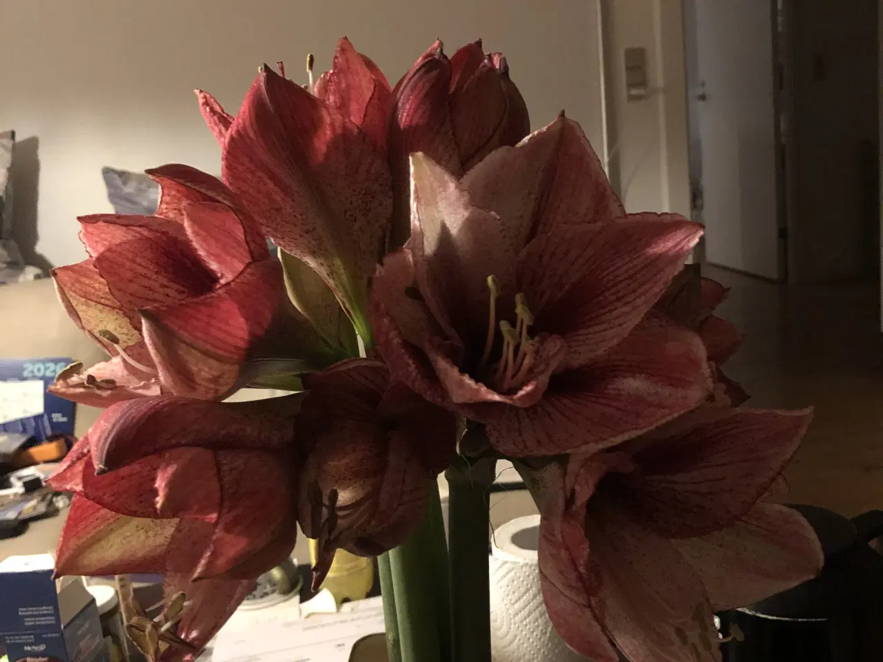 Billede 1 - Til for opmærksomheden