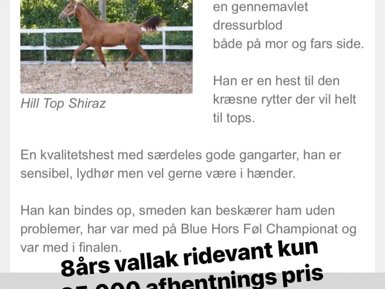 Billede 6 - Ophør dejlig dressur vallak sælges 