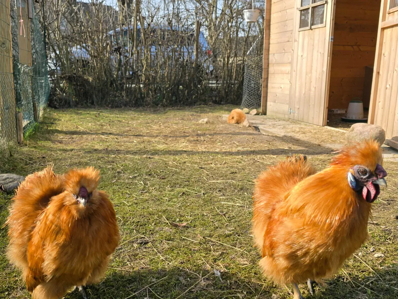 Billede 6 - 2 dværg silkehaner søger nyt hjem