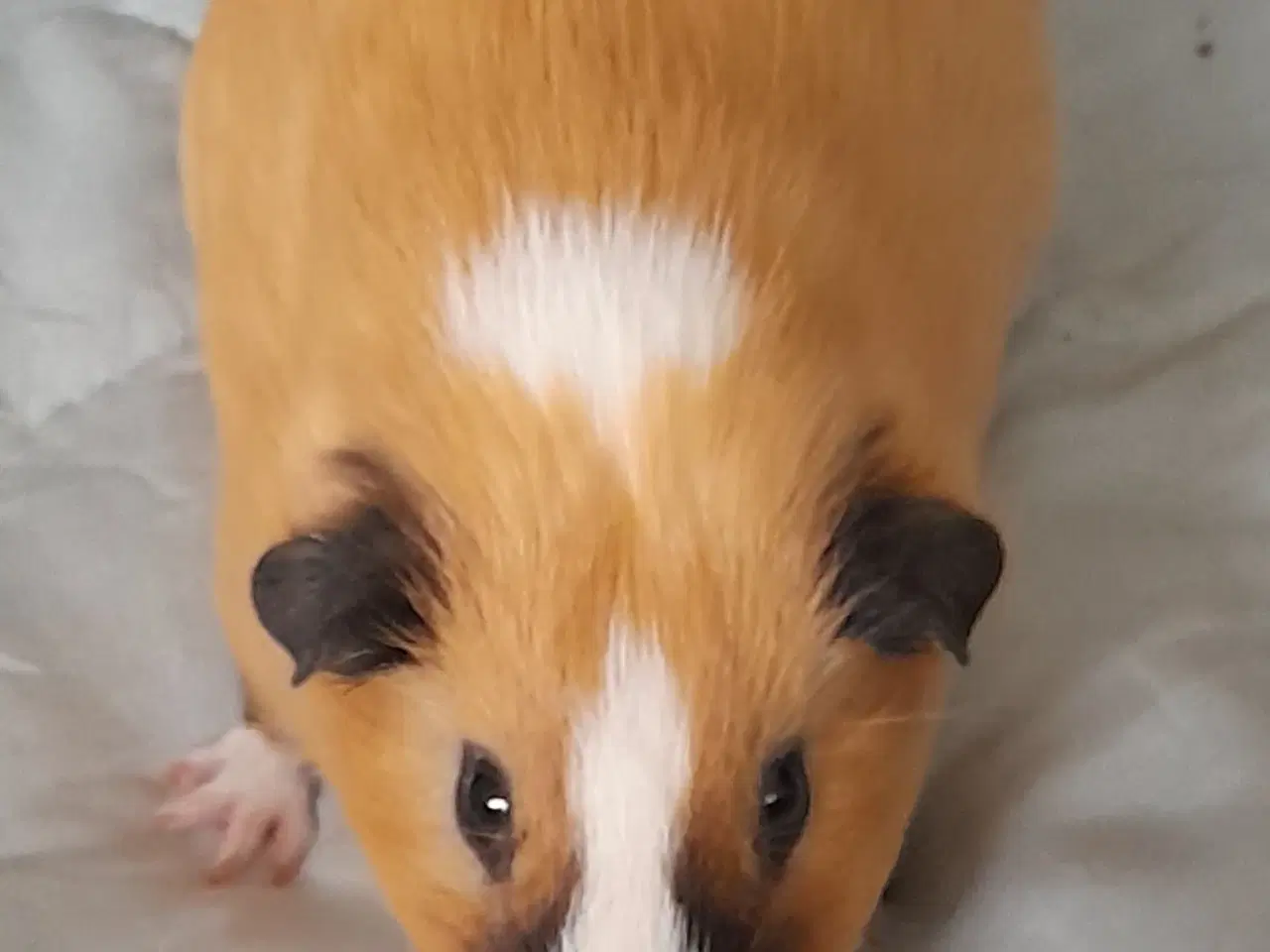 Billede 2 - Marsvin han