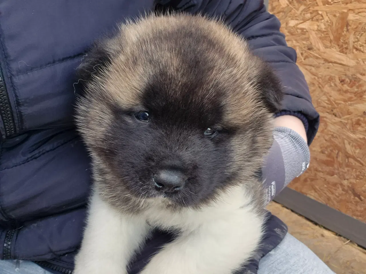 Billede 2 - Hundehvalpe American Akita 