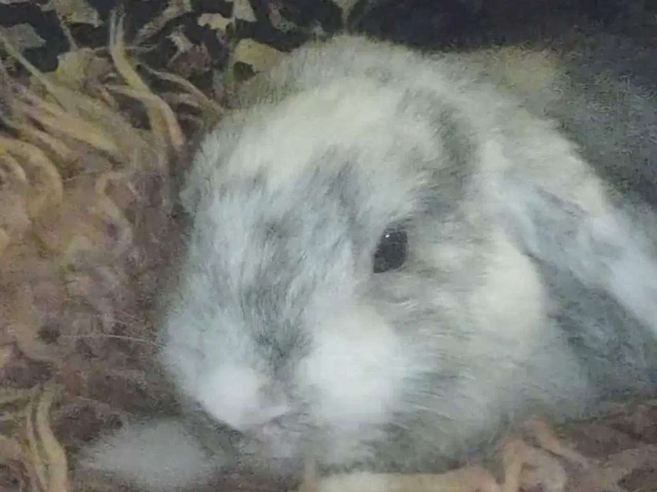 Billede 1 - Ægte Minilop han