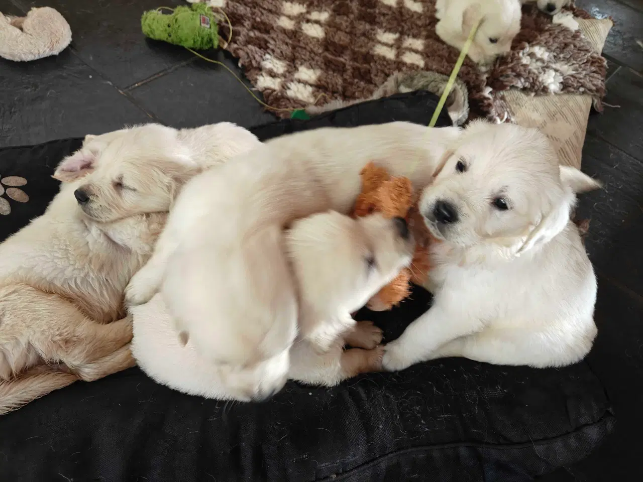 Billede 3 - Golden retriever han hvalpe 