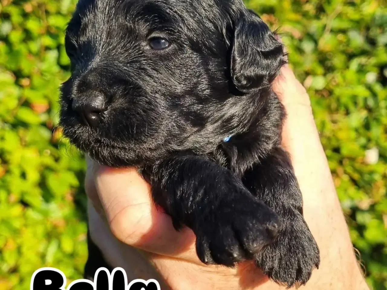 Billede 8 - Golden Doodle F1b hvalpe – klar til nye hjem i okt