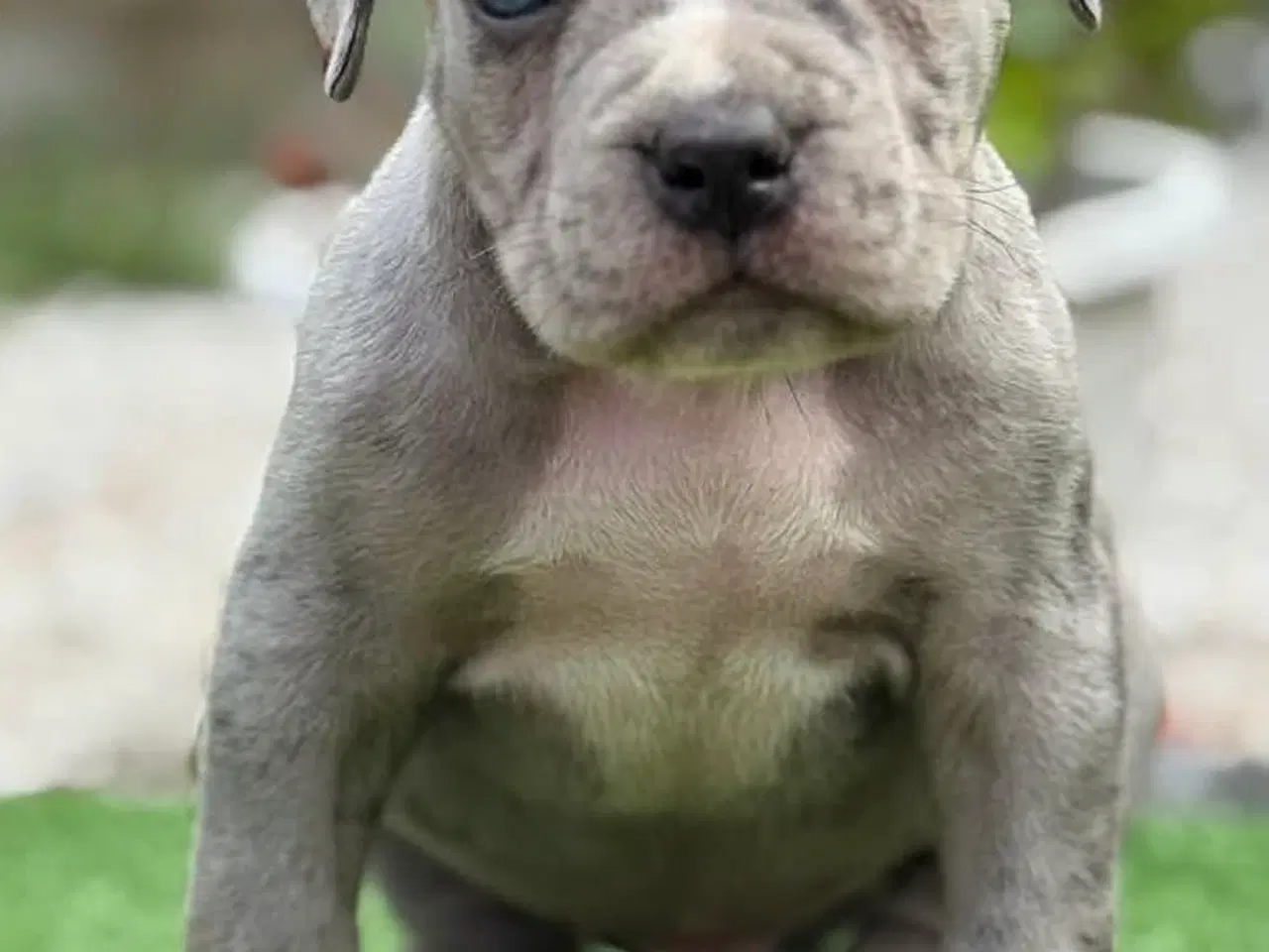 Billede 12 - American XL bully blue merle hanhvalp