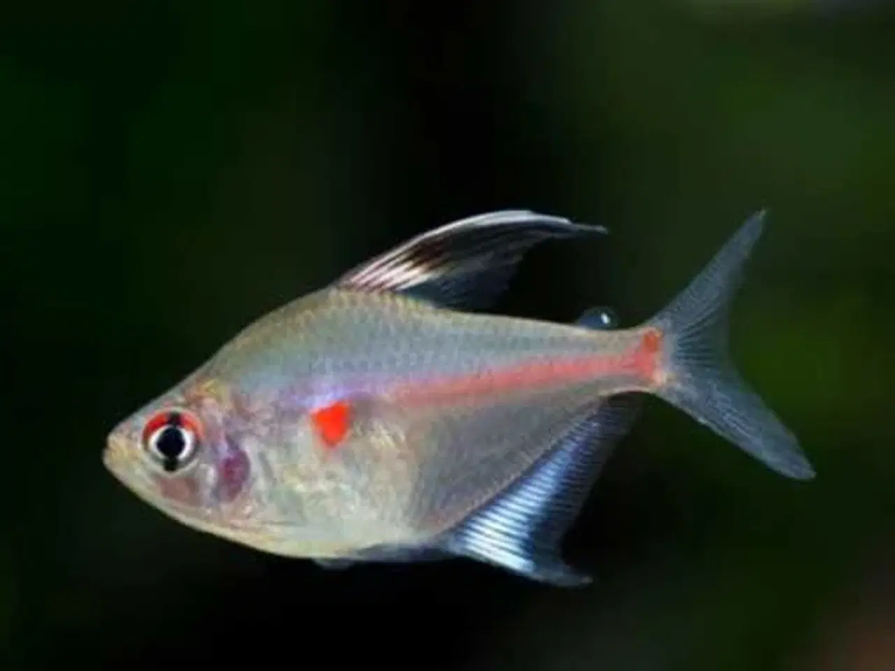 Billede 1 - Blødende Hjerte Tetra