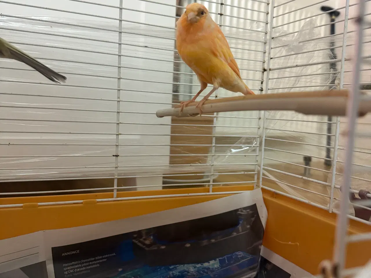 Billede 2 - Han kanarie Otte måneder gammel