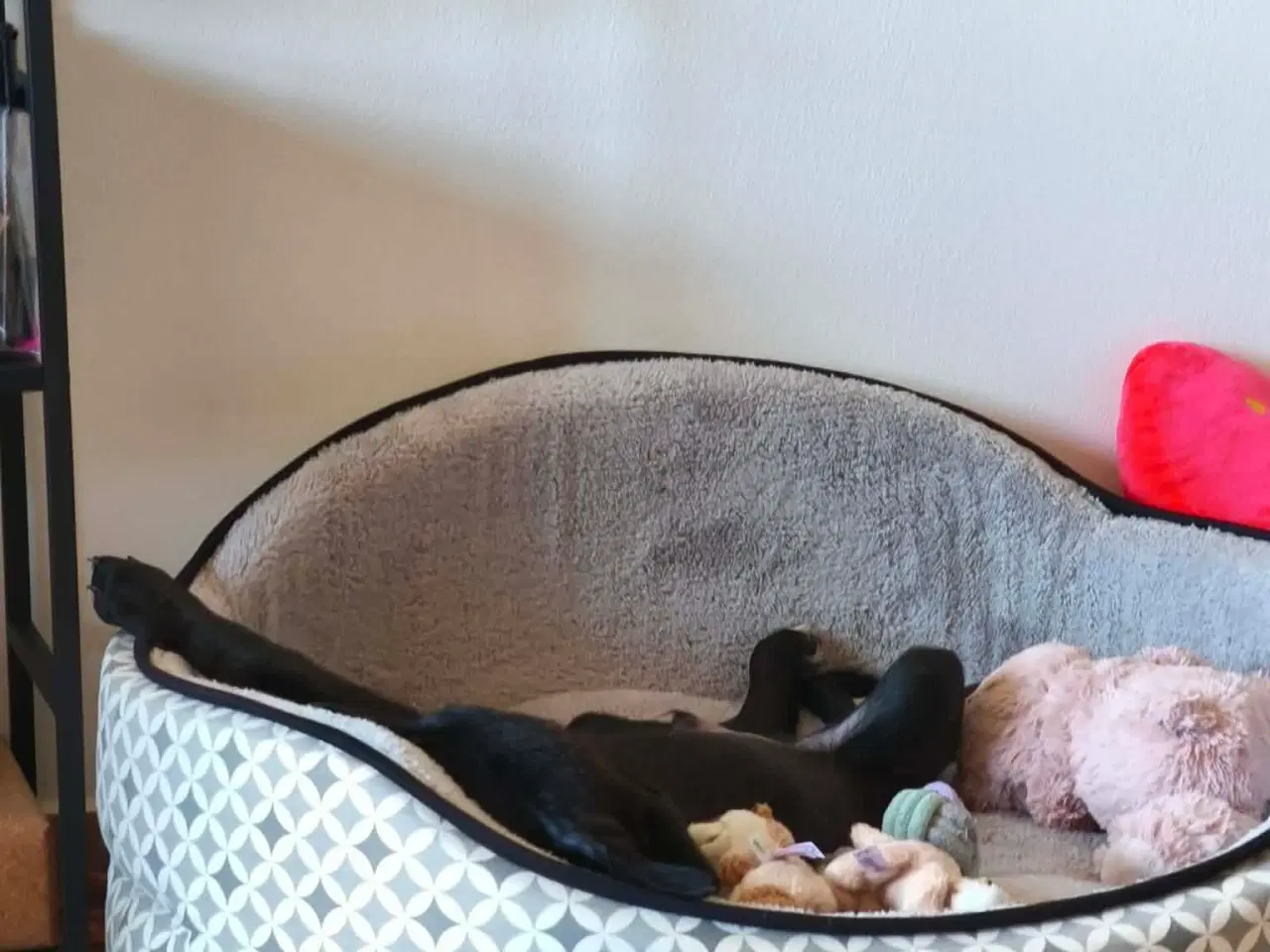 Billede 6 - Lille Atlas søger et hjem 💙