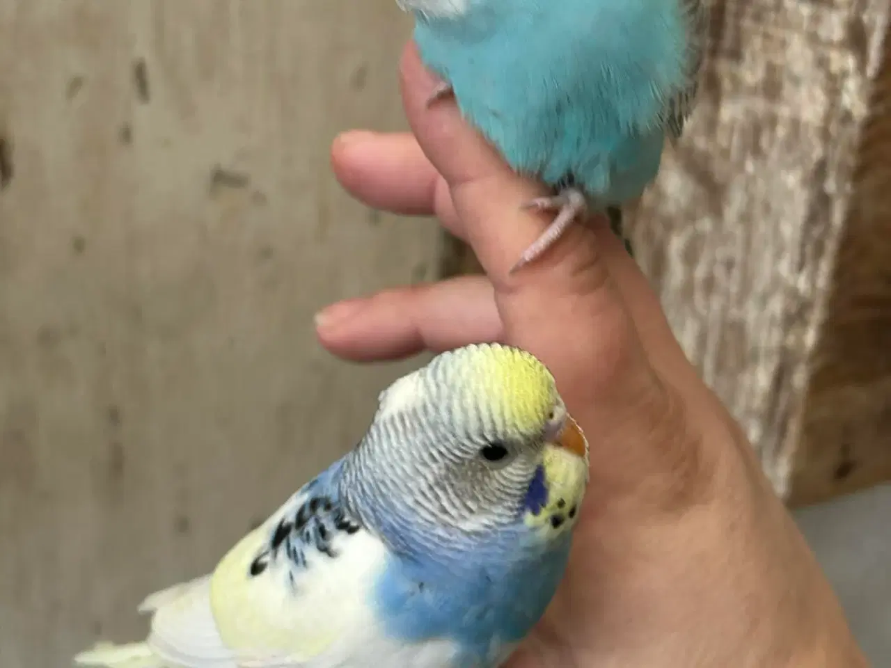 Billede 8 - Nye unger Klar 5. Maj