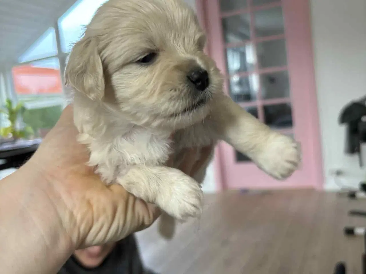 Billede 1 - Malteser blanding lille hund.