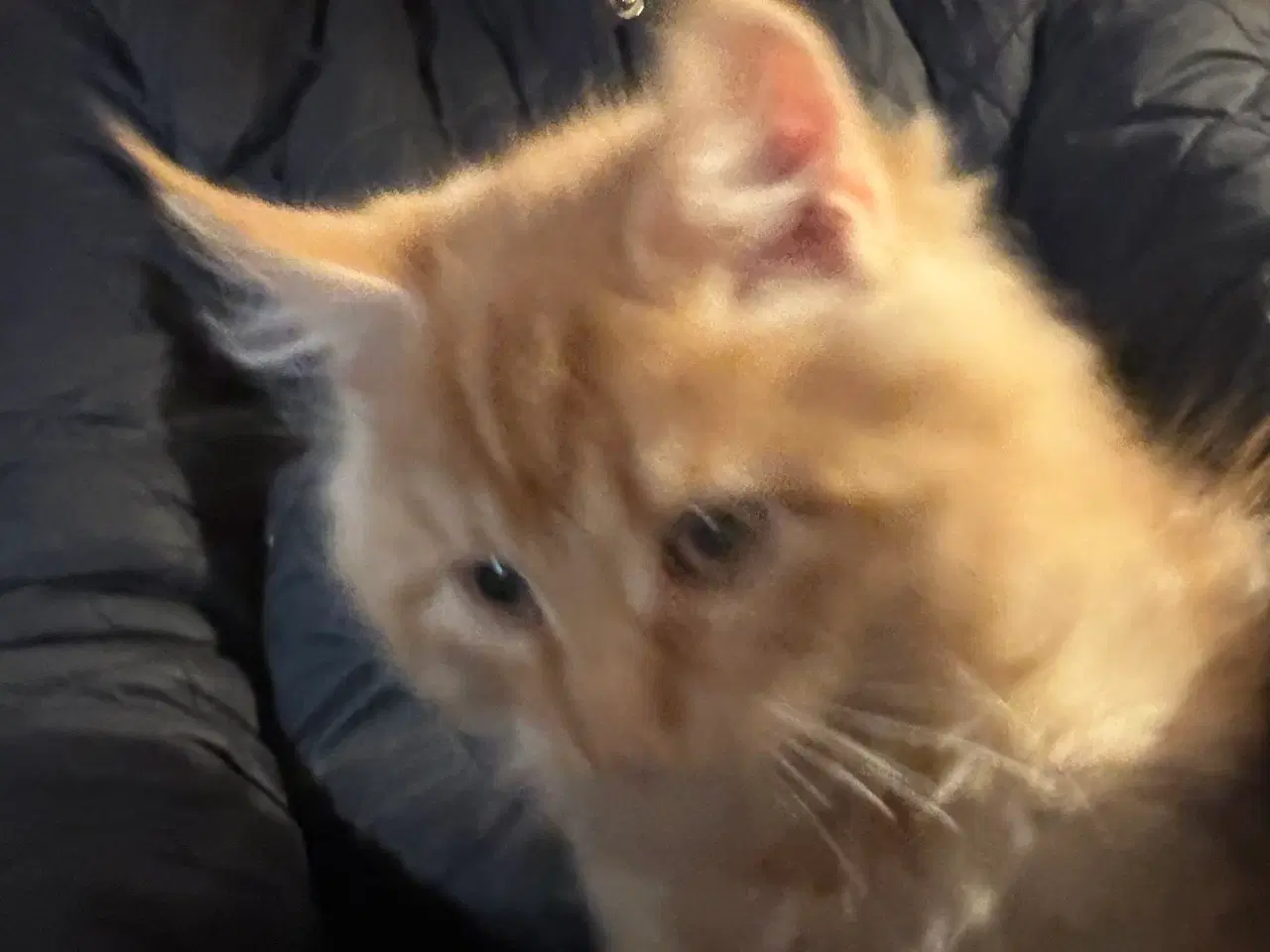 Billede 3 - Dejlige smukke og flotte