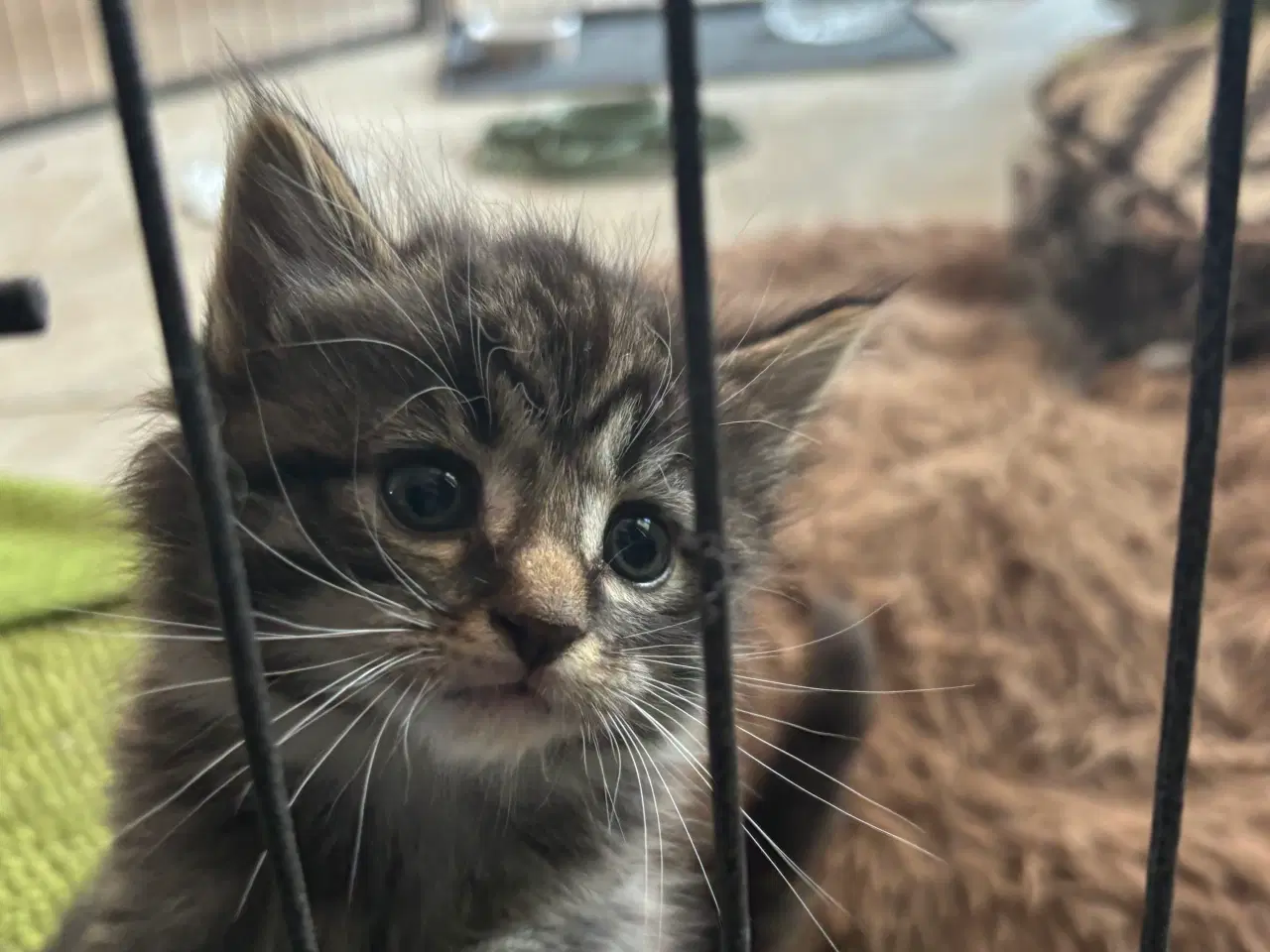 Billede 13 - Smuk kærlig Maine coon pige