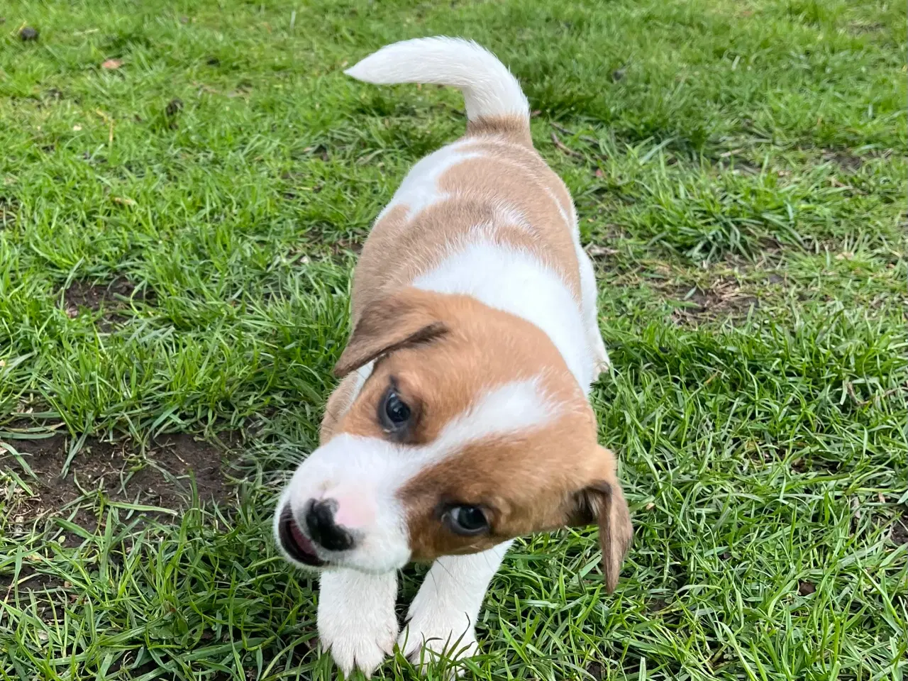 Billede 13 - 4 dejlige hanner 