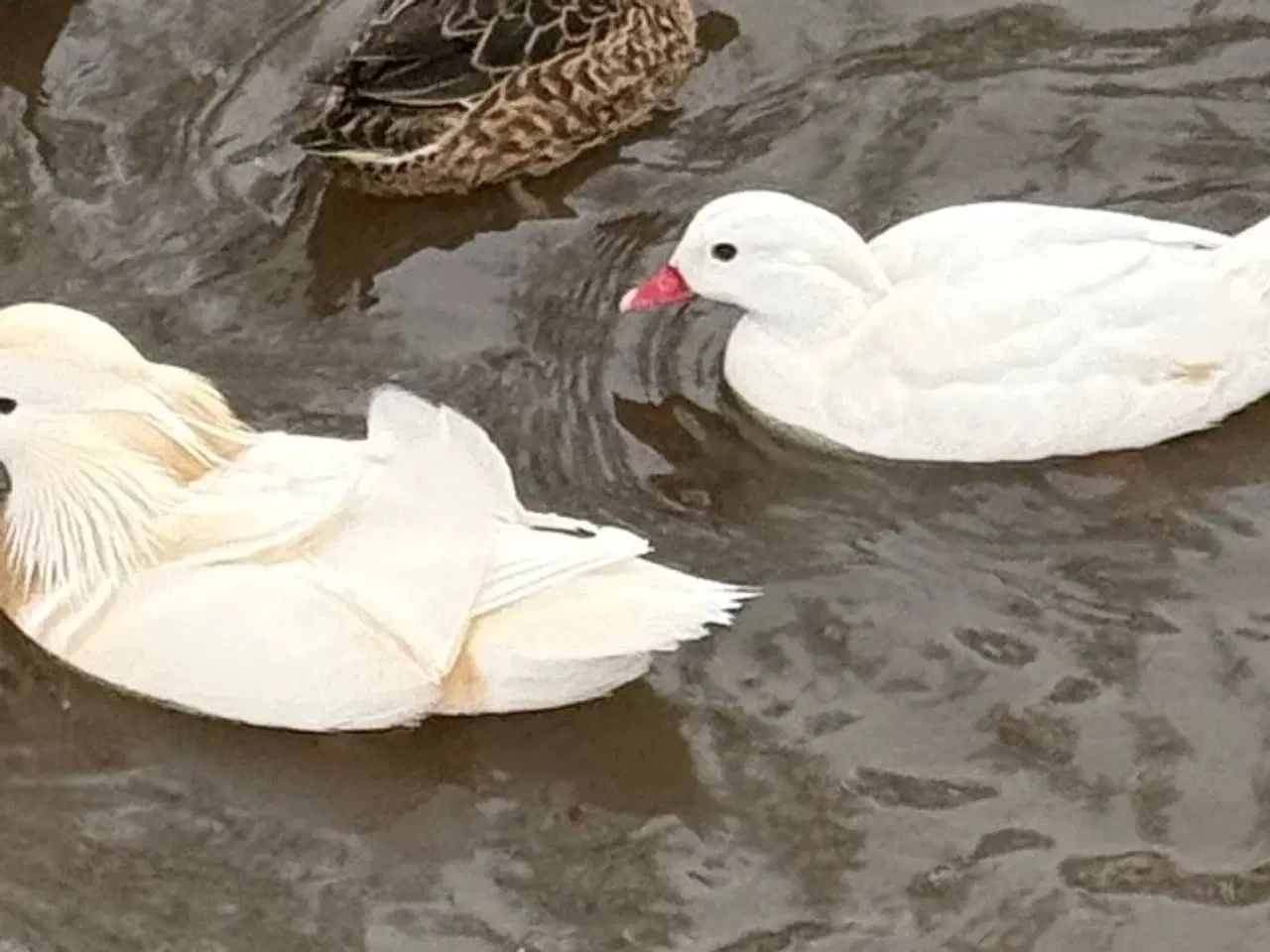 Billede 2 - Mandarin - Ænder - Hvide