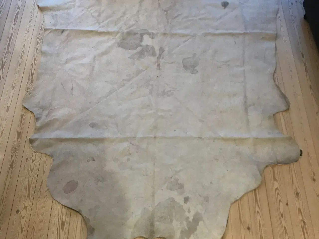 Billede 2 - Hvidbroget koskind