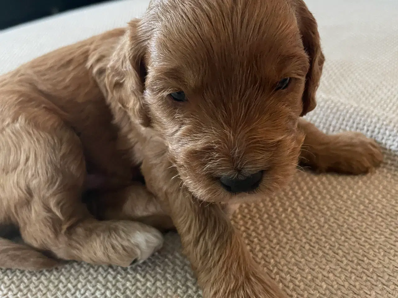 Billede 2 - Cockapoo F2 hvalpe