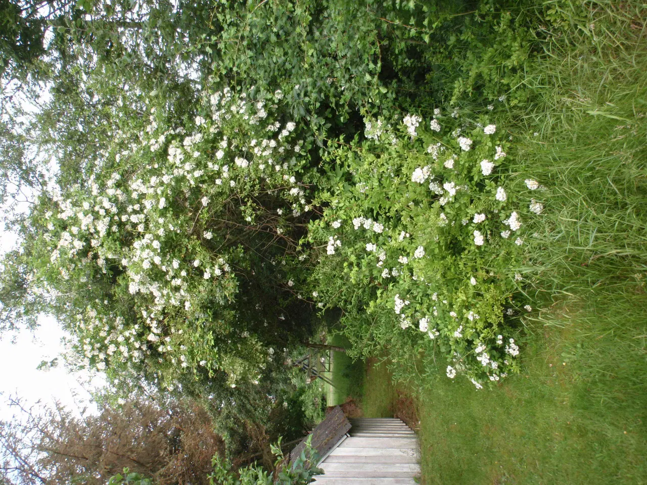 Billede 2 - Mangeblomstret rose - Remisseplante.