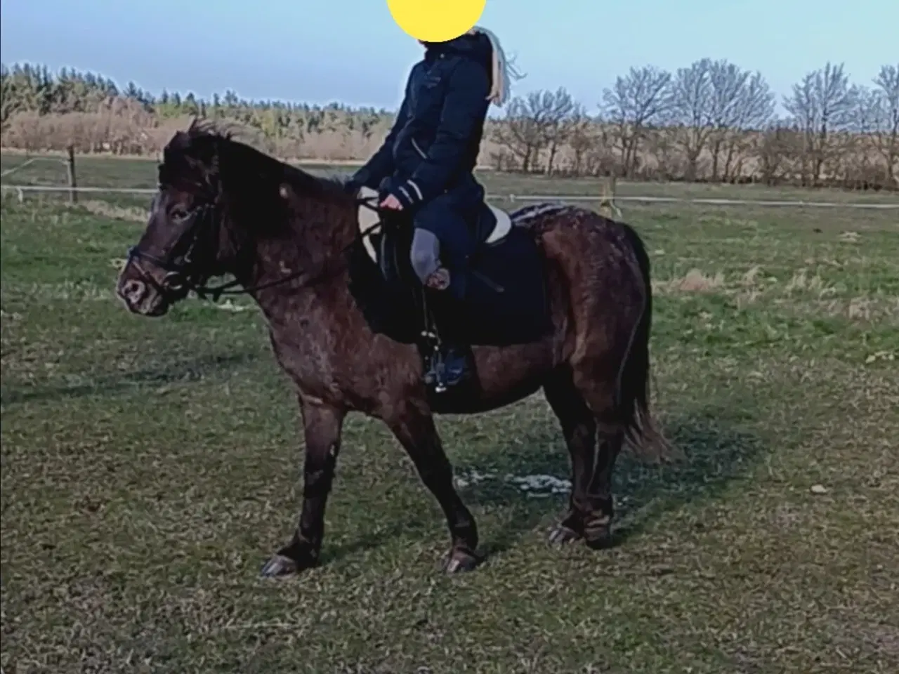 Billede 4 - Fin stor 3'er pony