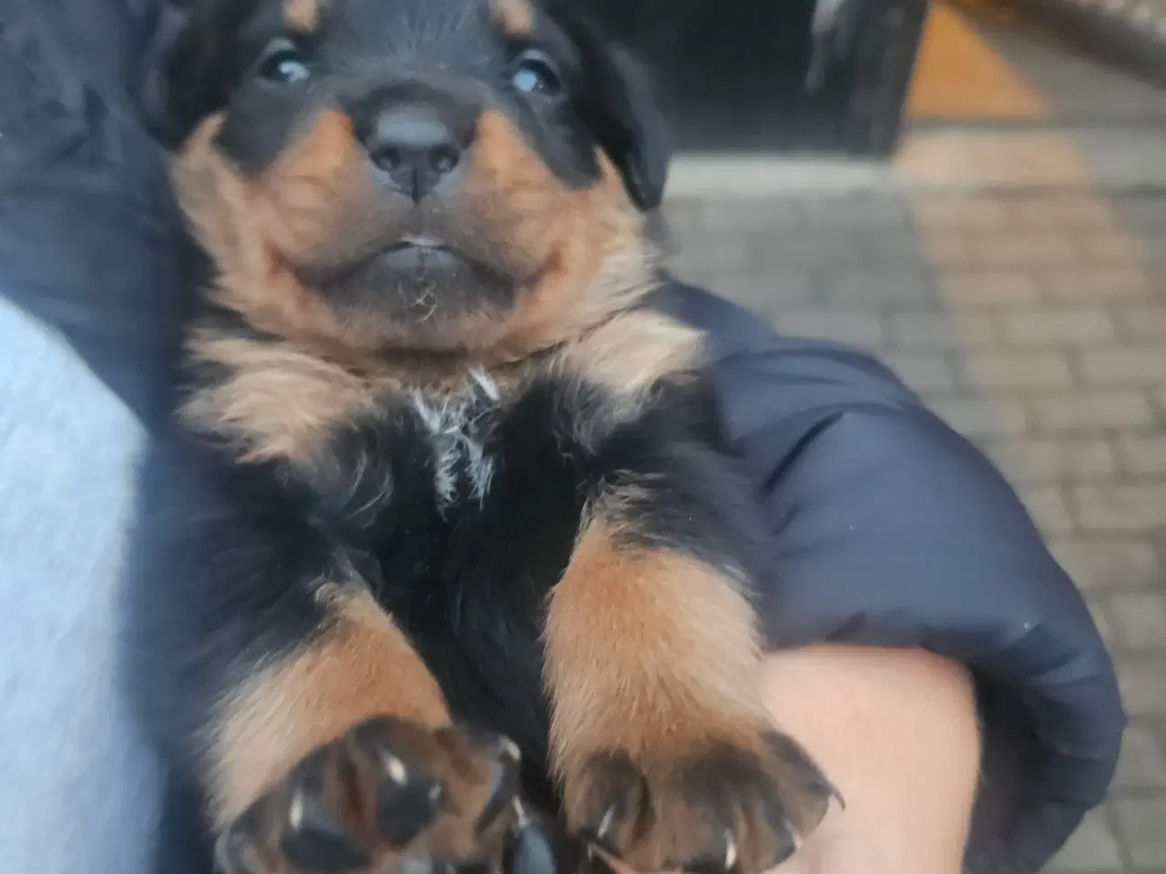 Billede 4 - Rottweiler hvalpe