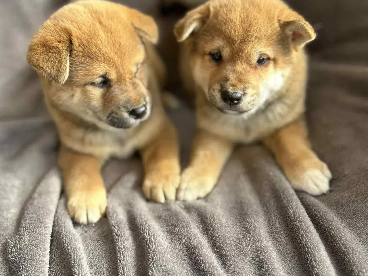 Billede 2 - Shiba hvalpe sælges