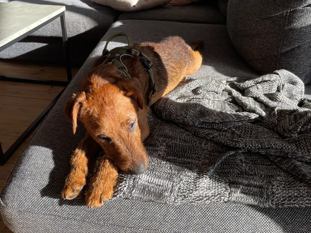 Billede 1 - Jagthund søger nyt hjem