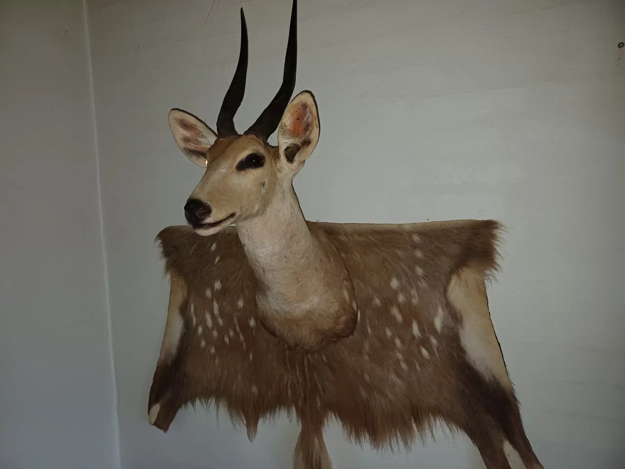 Billede 1 - Skuldermonteret buschbuck med backskin