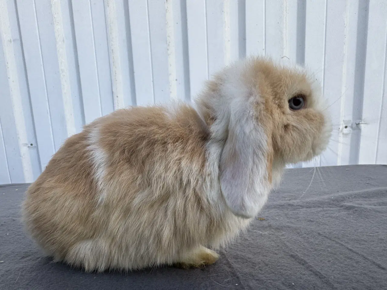 Billede 2 - Mini lop hankanin