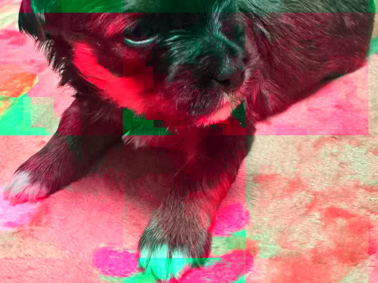 Billede 15 - Bichon havanaiser hvalpe med stamtavle 