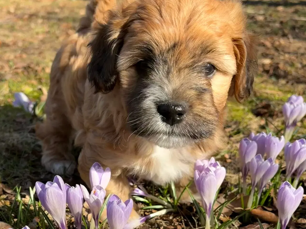 Billede 1 - Bichon havanise og Coton de Tulear blanding 
