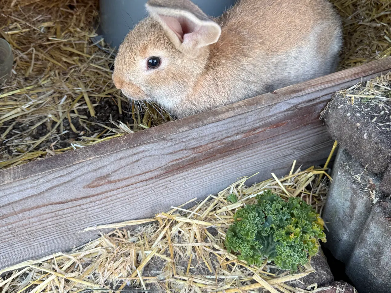 Billede 2 - Belgisk kæmpe