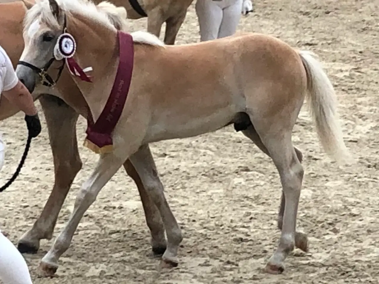 Billede 1 - Hest - 2½ års haflinger sælges