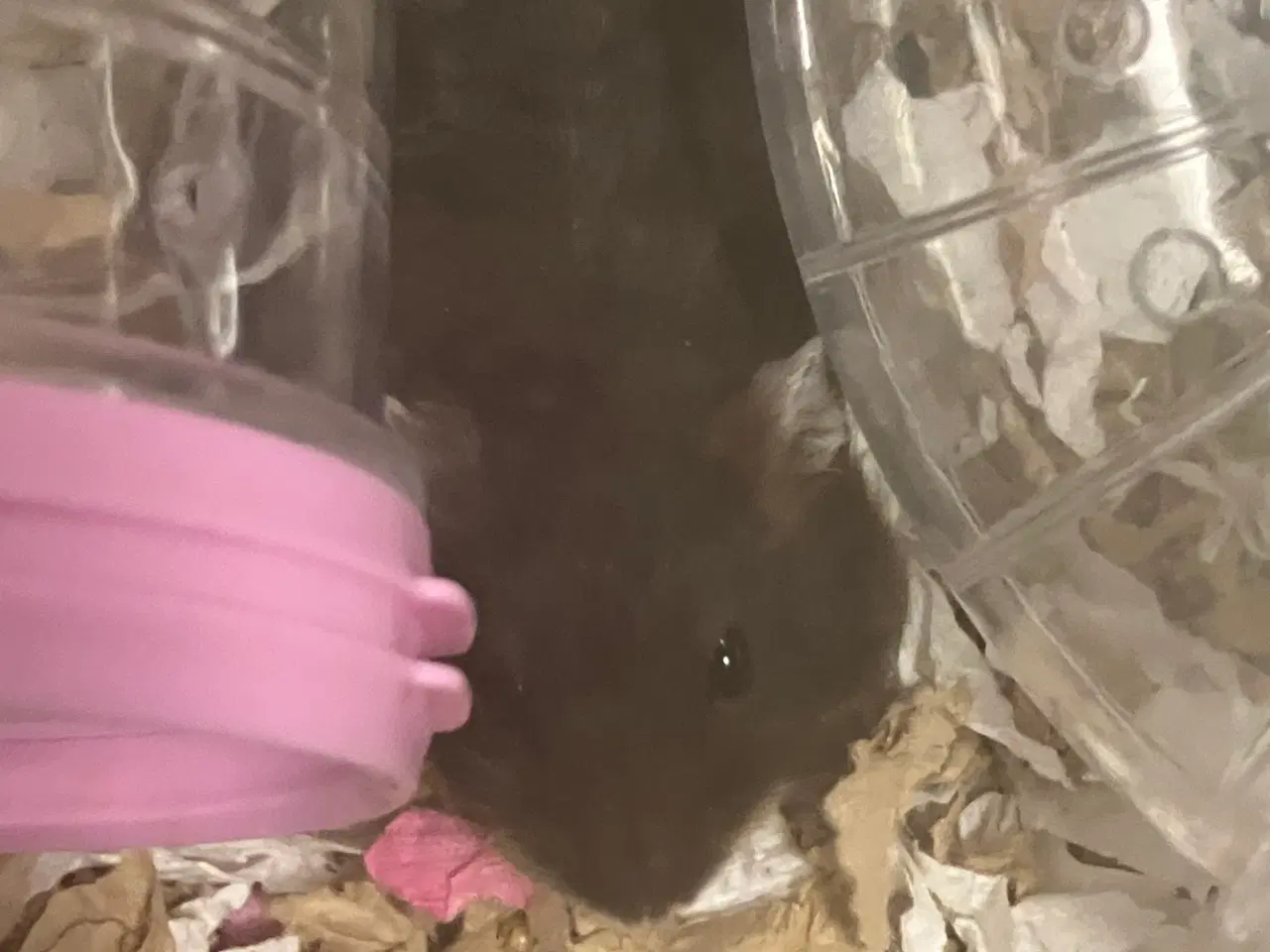 Billede 2 - Dværghamster Unger billige 