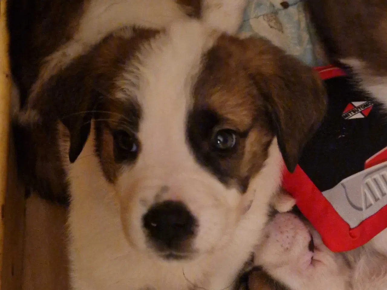 Billede 1 - Sidste tæve fra mit kuld 