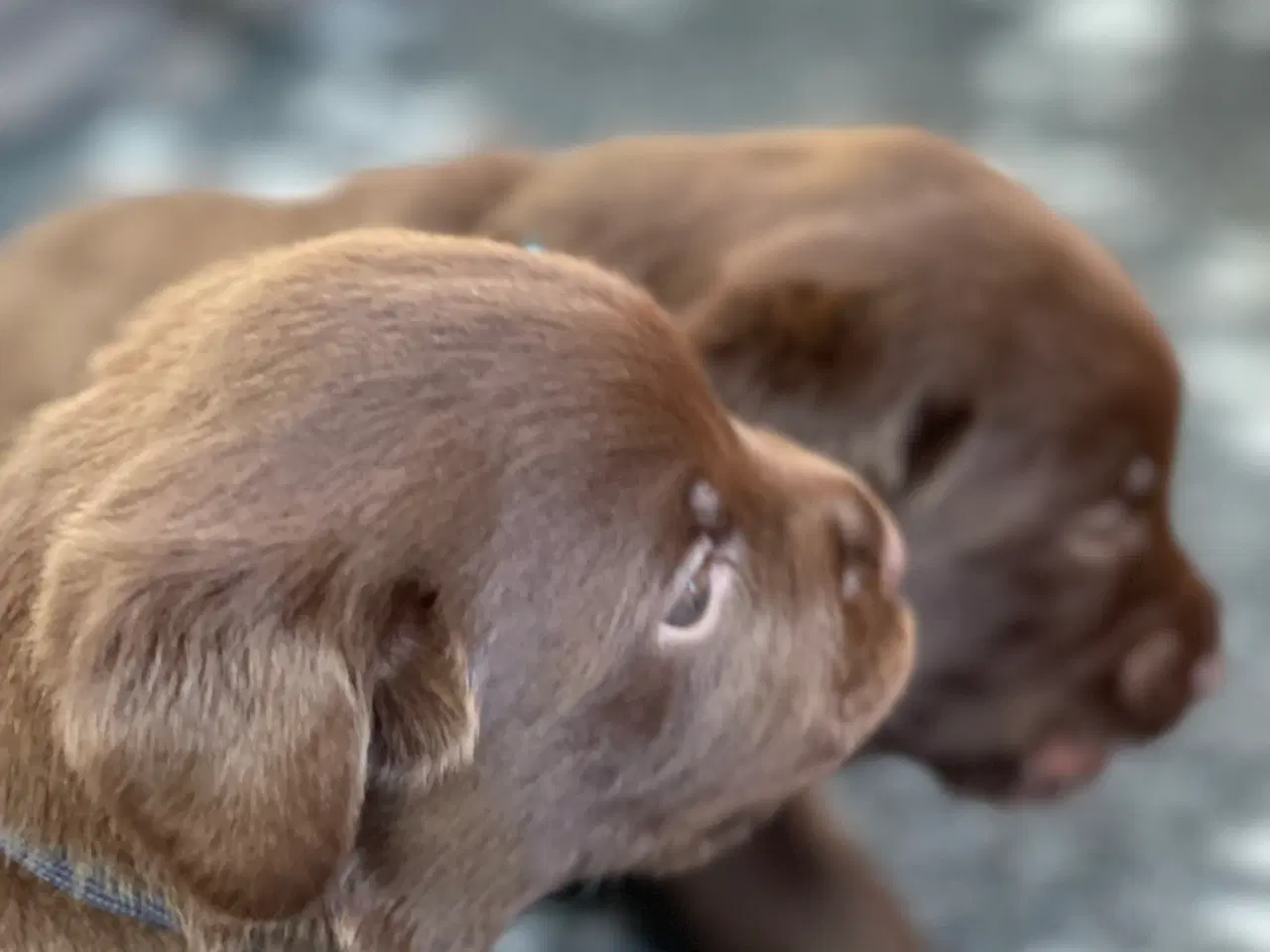 Billede 2 - Brune labrador hvalpe