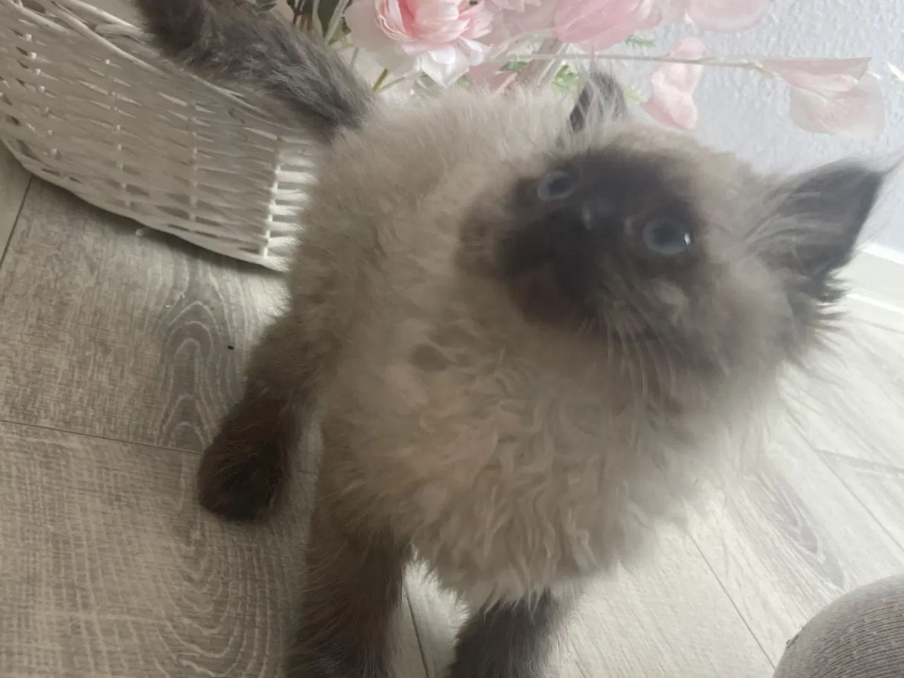 Billede 4 - To dejlige charmerende killinger Siameser/Ragdoll