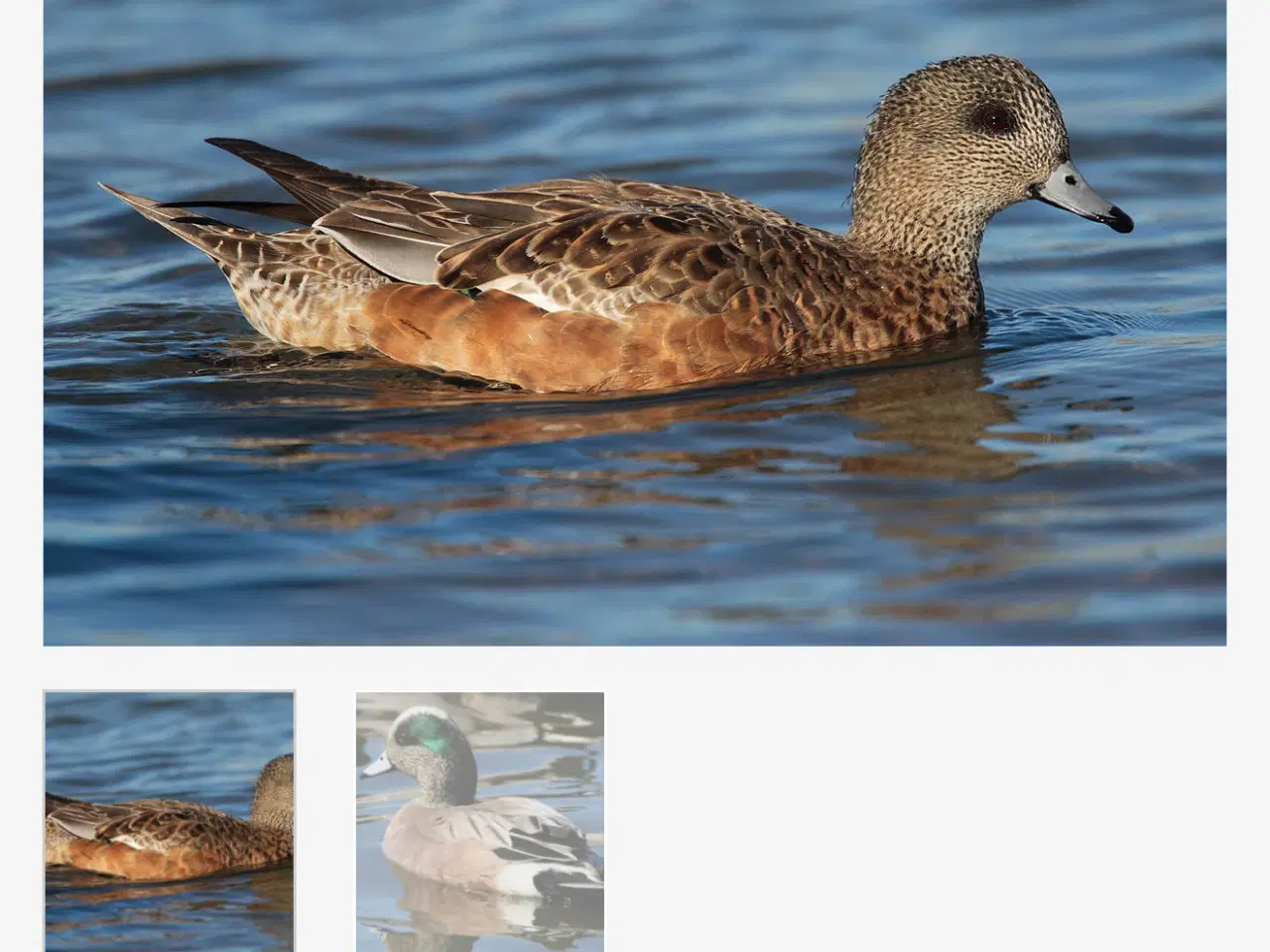 Billede 1 - Amerikansk pibeand 