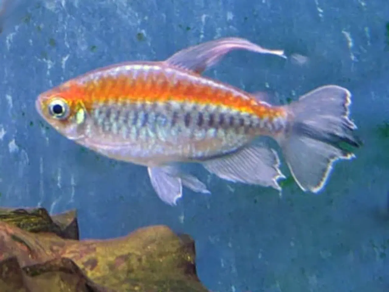 Billede 14 - Akvariefisk