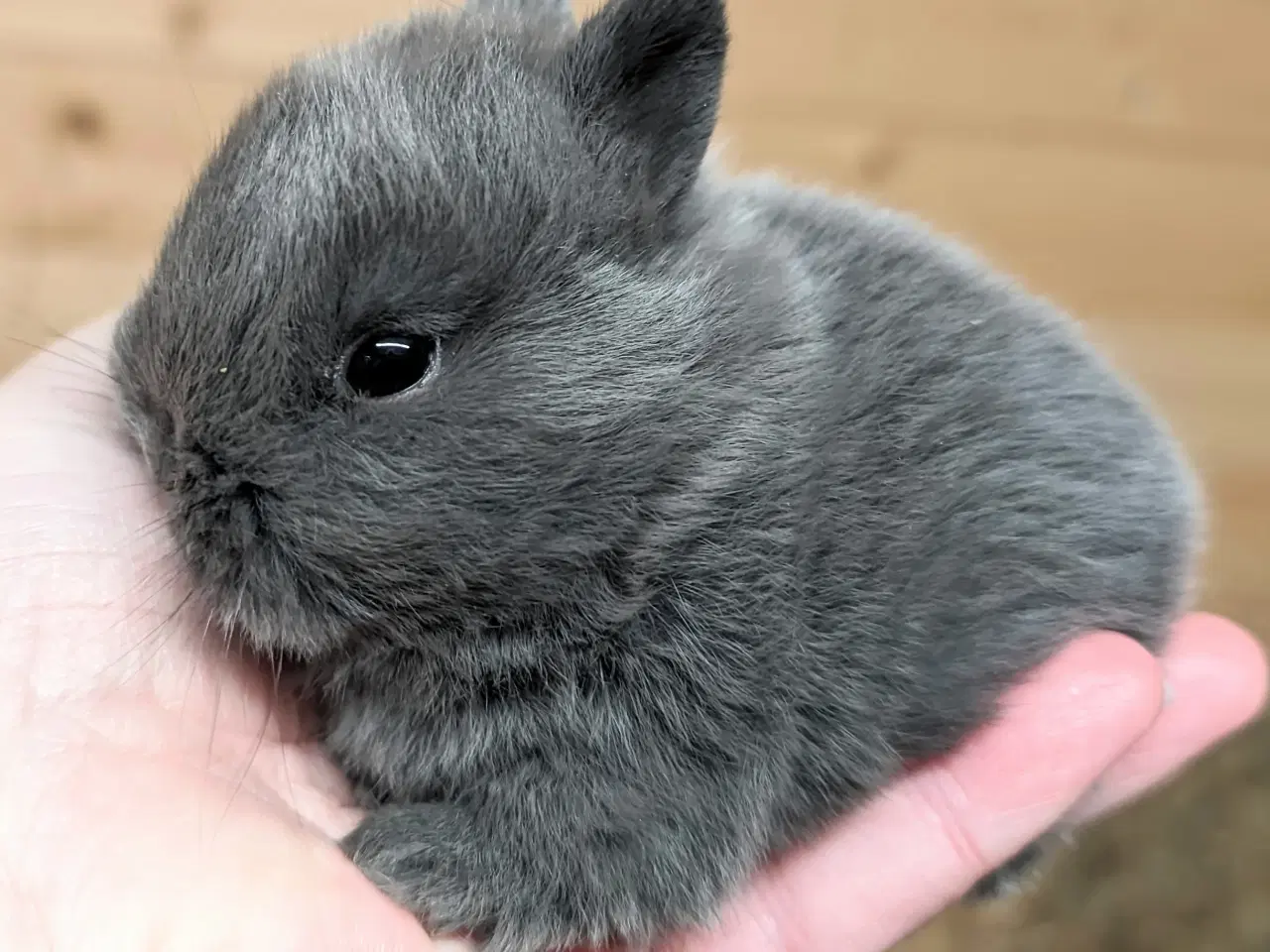 Billede 3 - Hermelin kaninunge sælges