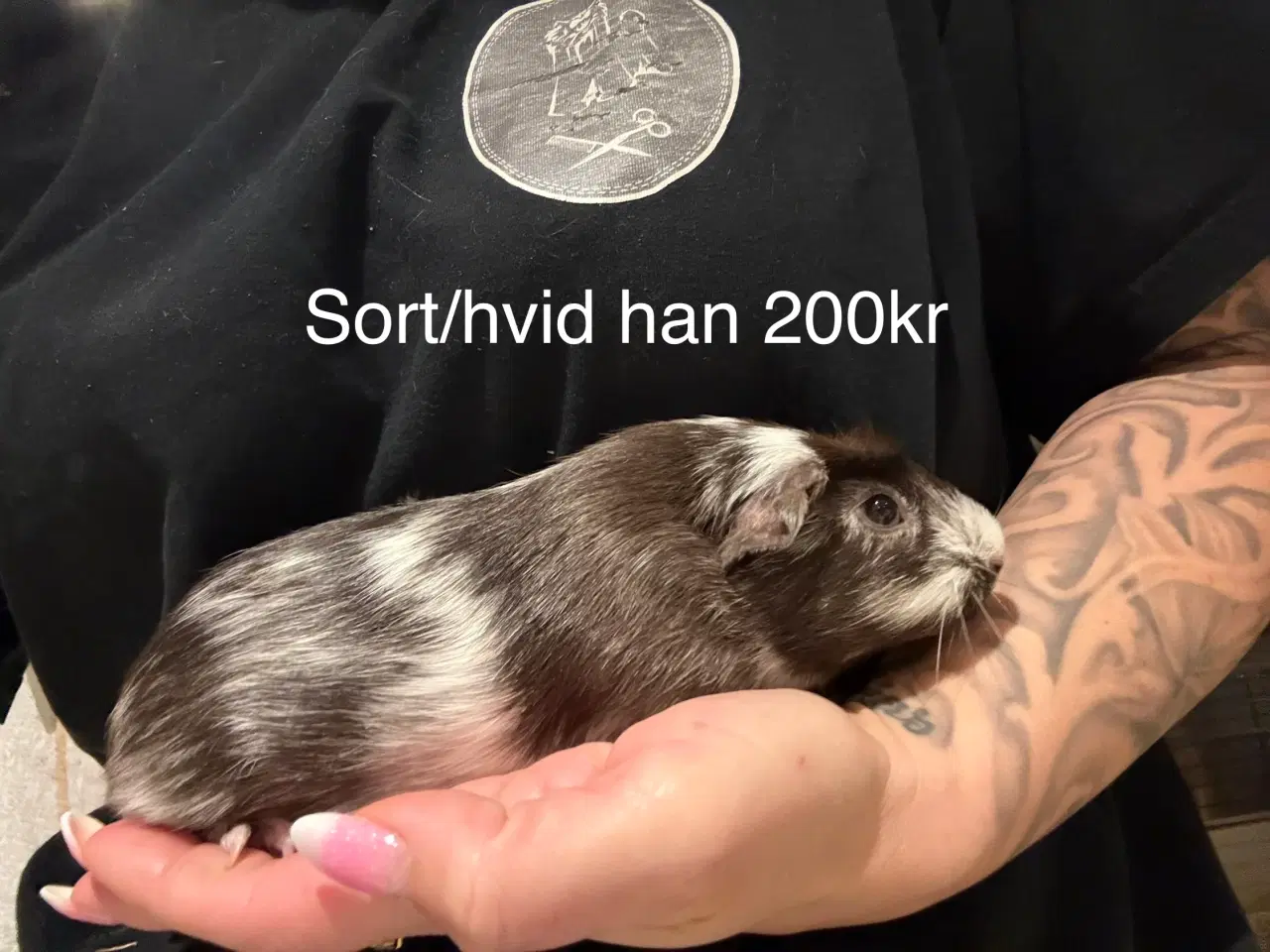 Billede 2 - Marsvin unger