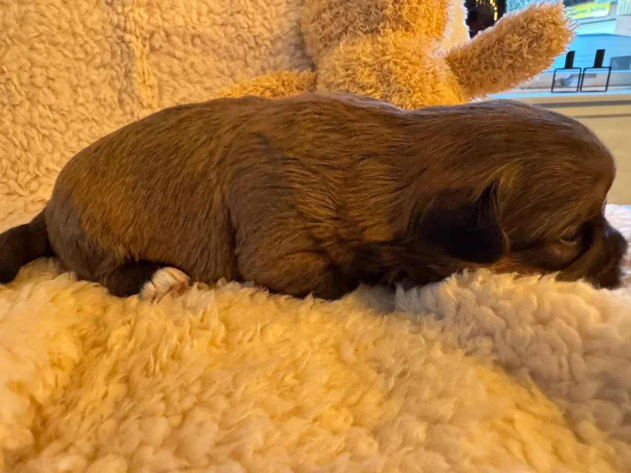 Billede 9 - Lhasa Apso hvalpe med DKK plus