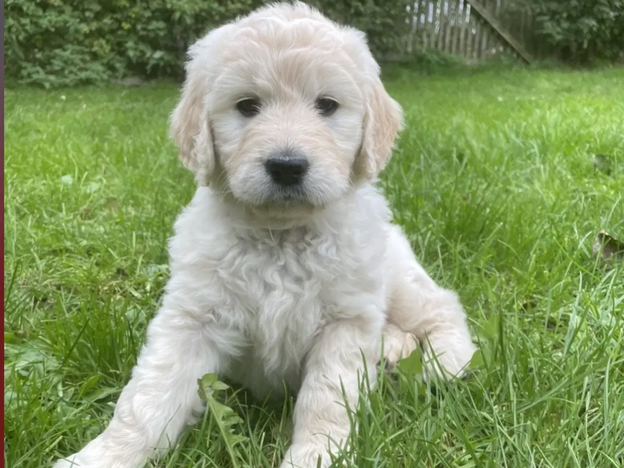 Billede 12 - Doodle - Goldendoodle-hvalpe