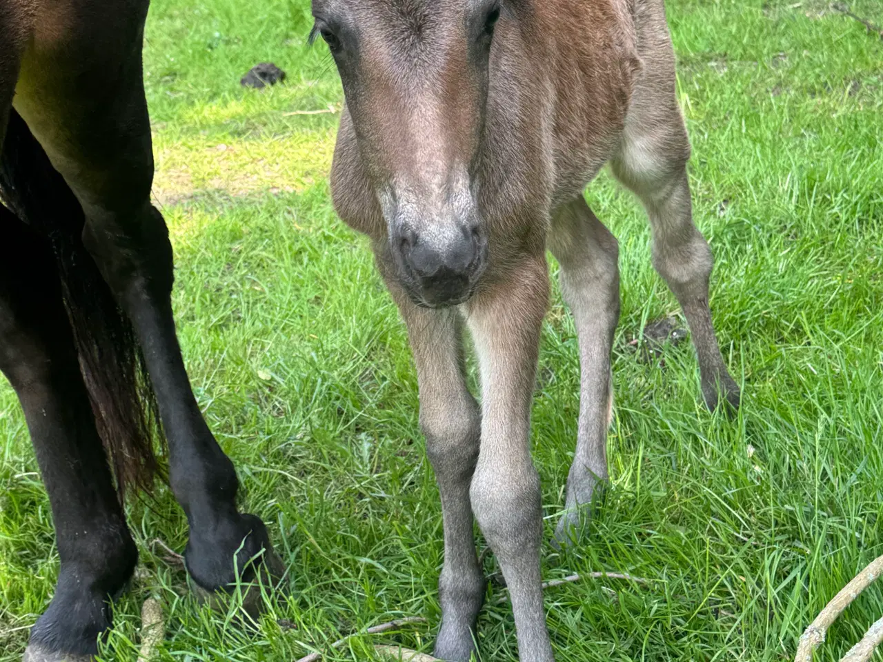 Billede 11 - Fantastisk smuk hingst med afdrag muligt 